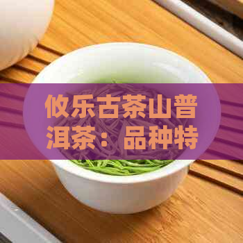 攸乐古茶山普洱茶：品种特点、口感品鉴与健益处一文解析