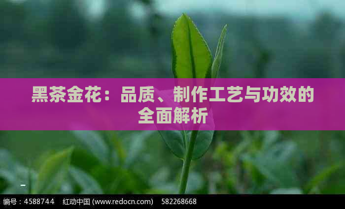 黑茶金花：品质、制作工艺与功效的全面解析