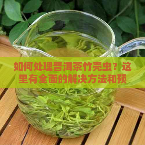 如何处理普洱茶竹壳虫？这里有全面的解决方法和预防措