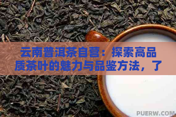 云南普洱茶自营：探索高品质茶叶的魅力与品鉴方法，了解产地文化与冲泡技巧