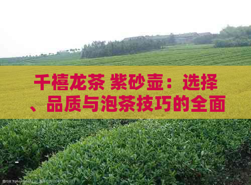 千禧龙茶 紫砂壶：选择、品质与泡茶技巧的全面指南