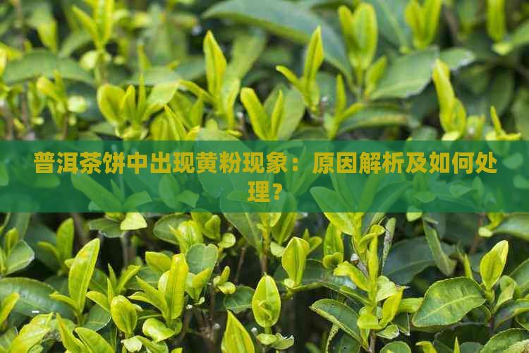 普洱茶饼中出现黄粉现象：原因解析及如何处理？