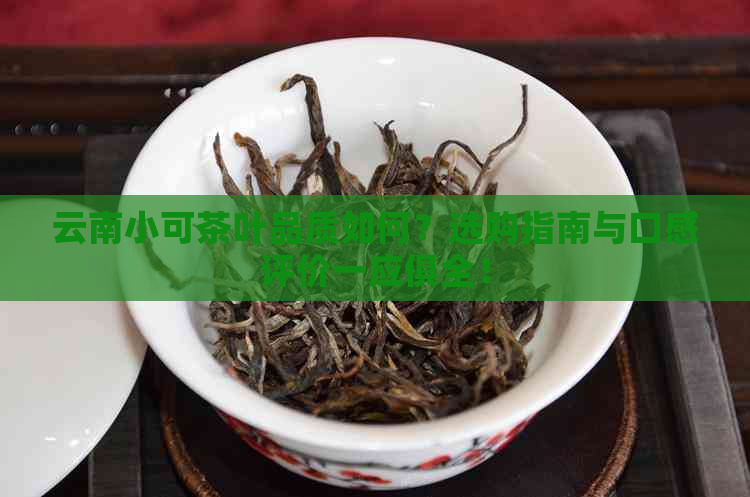 云南小可茶叶品质如何？选购指南与口感评价一应俱全！