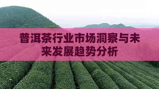 普洱茶行业市场洞察与未来发展趋势分析