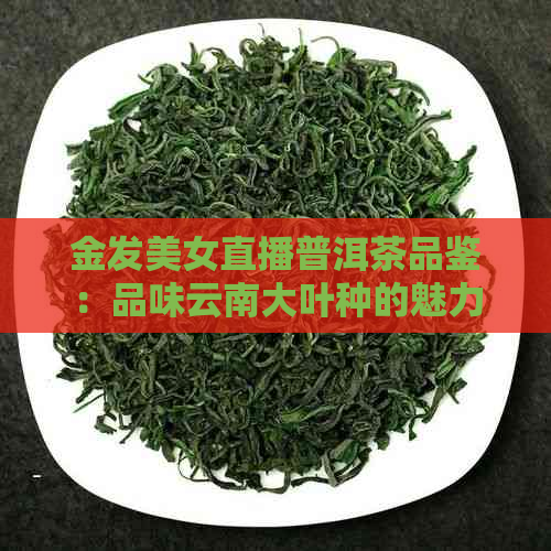 金发美女直播普洱茶品鉴：品味云南大叶种的魅力