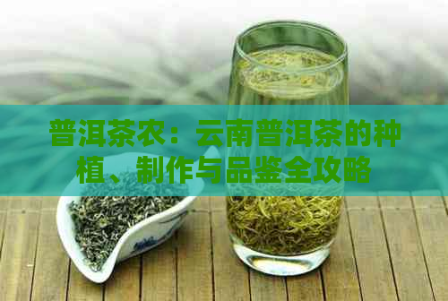 普洱茶农：云南普洱茶的种植、制作与品鉴全攻略