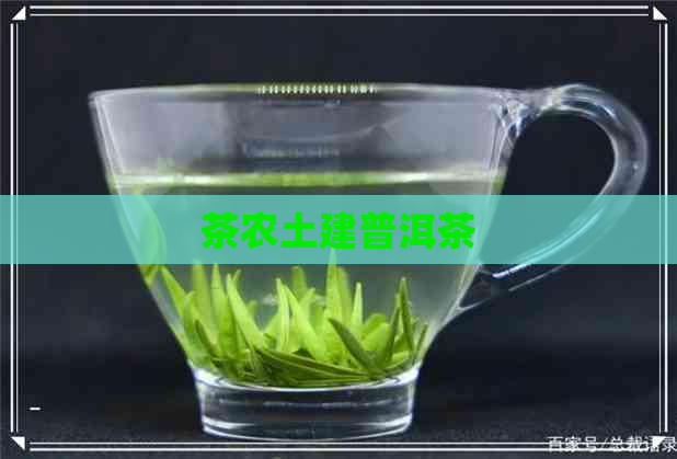 茶农土建普洱茶