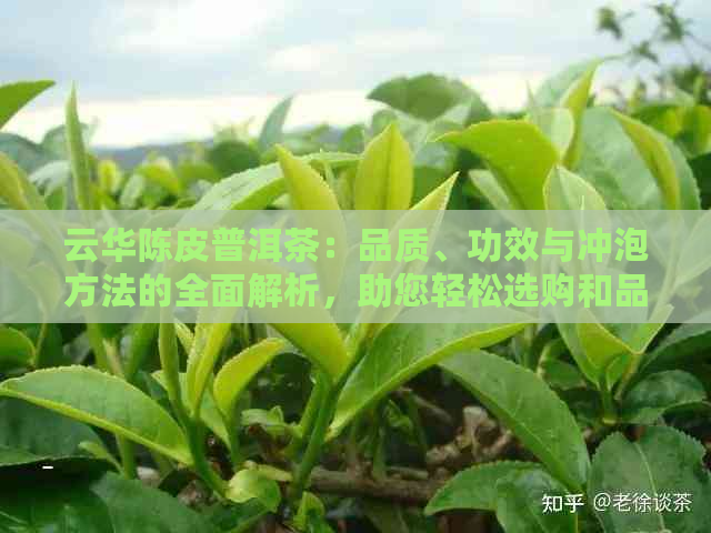 云华陈皮普洱茶：品质、功效与冲泡方法的全面解析，助您轻松选购和品鉴