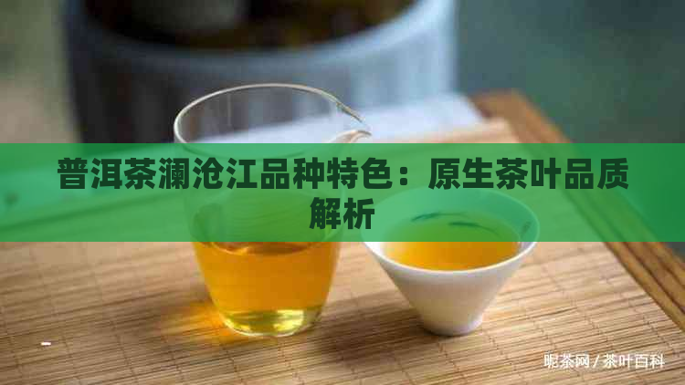 普洱茶澜沧江品种特色：原生茶叶品质解析