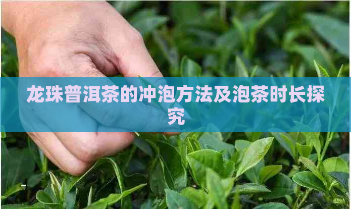 龙珠普洱茶的冲泡方法及泡茶时长探究