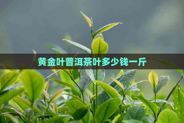 黄金叶普洱茶叶多少钱一斤