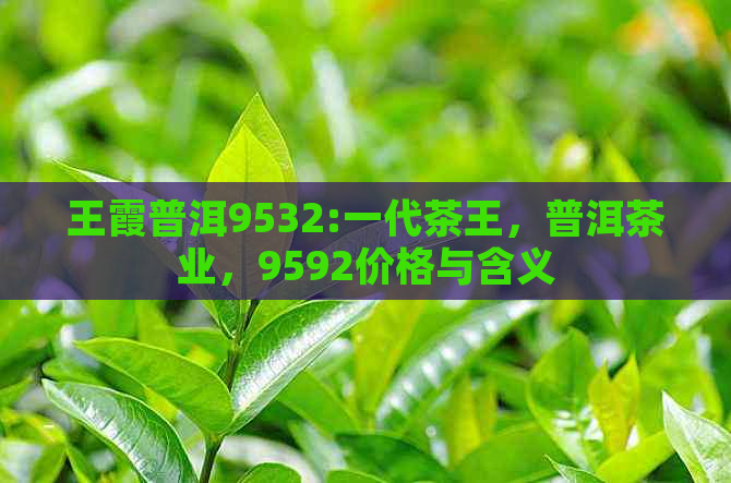 王霞普洱9532:一代茶王，普洱茶业，9592价格与含义