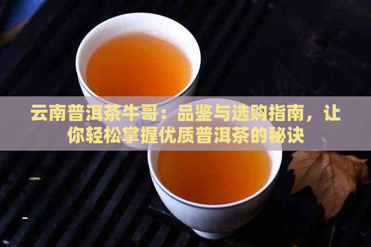 云南普洱茶牛哥：品鉴与选购指南，让你轻松掌握优质普洱茶的秘诀