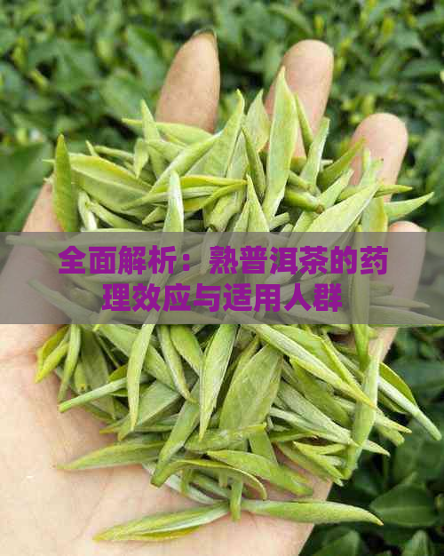 全面解析：熟普洱茶的药理效应与适用人群