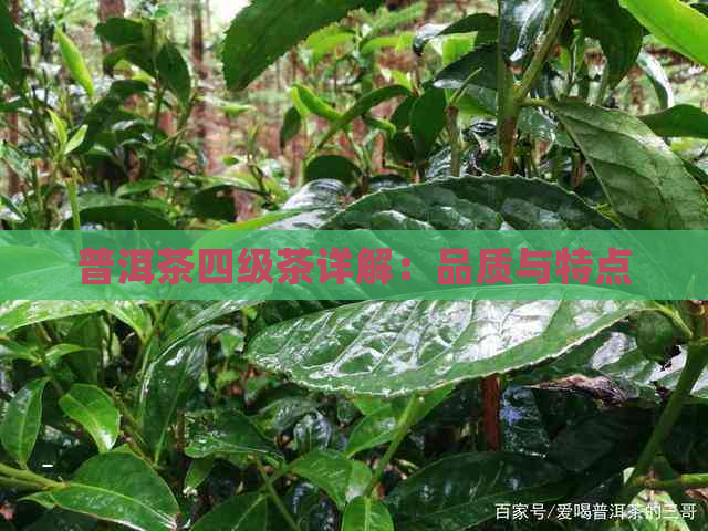 普洱茶四级茶详解：品质与特点