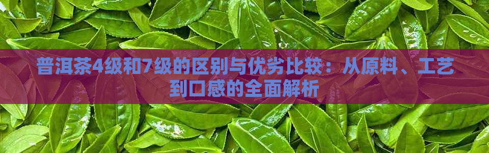 普洱茶4级和7级的区别与优劣比较：从原料、工艺到口感的全面解析