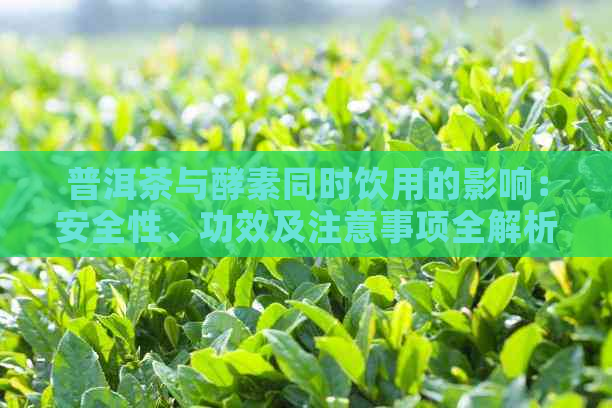 普洱茶与酵素同时饮用的影响：安全性、功效及注意事项全解析