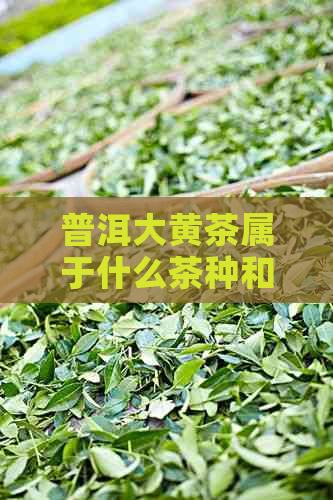 普洱大黄茶属于什么茶种和茶类，这是你想了解的内容吗？