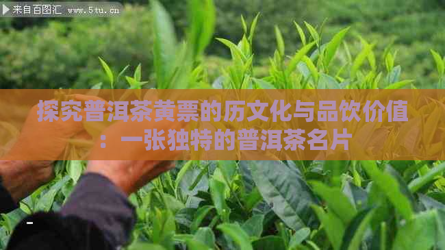 探究普洱茶黄票的历文化与品饮价值：一张独特的普洱茶名片