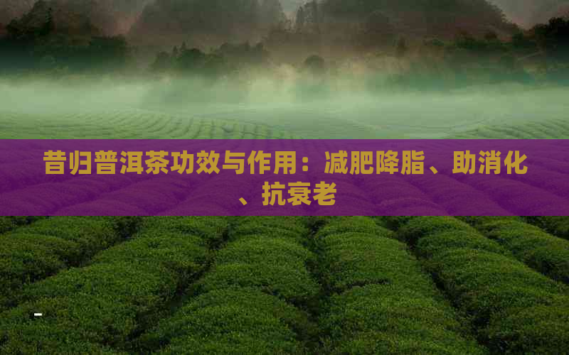 昔归普洱茶功效与作用：减肥降脂、助消化、抗衰老