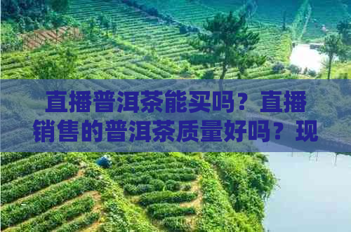 直播普洱茶能买吗？直播销售的普洱茶质量好吗？现在是真的吗？