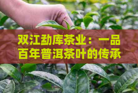 双江勐库茶业：一品百年普洱茶叶的传承与创新