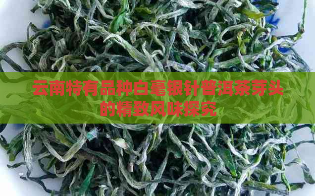 云南特有品种白毫银针普洱茶芽头的精致风味探究