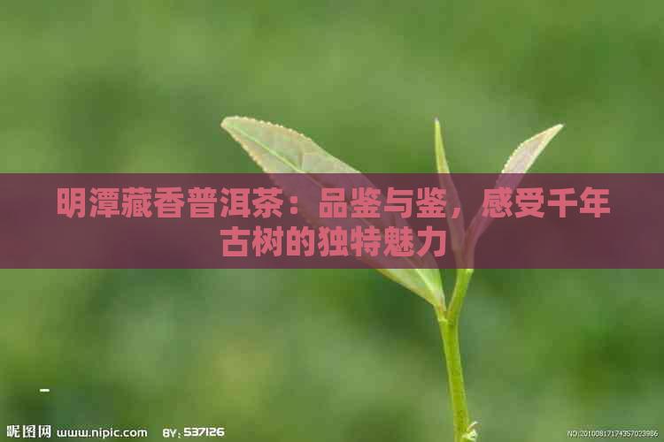 明潭藏香普洱茶：品鉴与鉴，感受千年古树的独特魅力