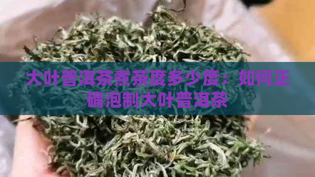 大叶普洱茶煮茶度多少度：如何正确泡制大叶普洱茶