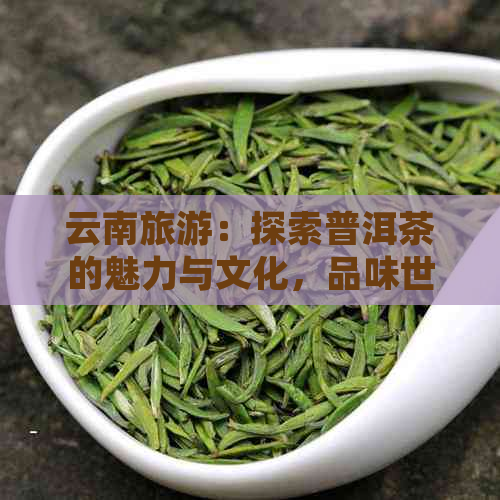 云南旅游：探索普洱茶的魅力与文化，品味世界茶叶瑰宝之旅