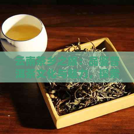 云南茶乡之旅：品鉴普洱茶文化与魅力，探索茶叶背后的故事