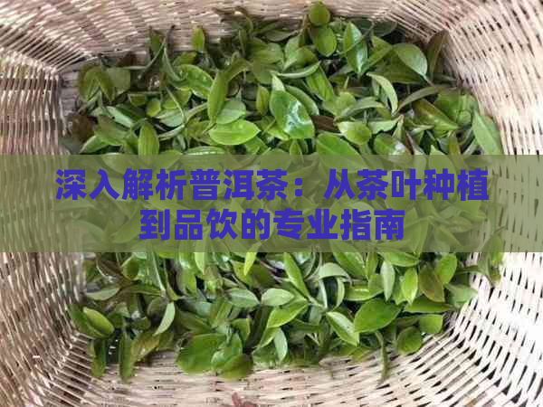 深入解析普洱茶：从茶叶种植到品饮的专业指南