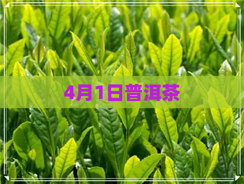 4月1日普洱茶