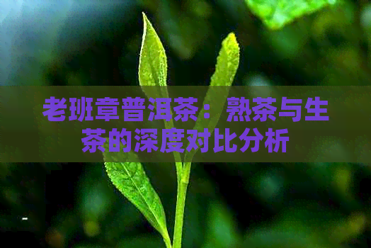 老班章普洱茶：熟茶与生茶的深度对比分析