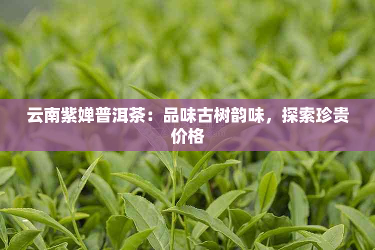 云南紫婵普洱茶：品味古树韵味，探索珍贵价格