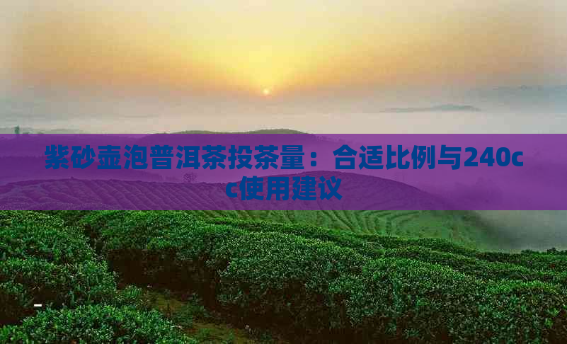 紫砂壶泡普洱茶投茶量：合适比例与240cc使用建议