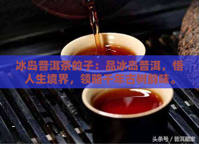 冰岛普洱茶的子：品冰岛普洱，悟人生境界，领略千年古树韵味。