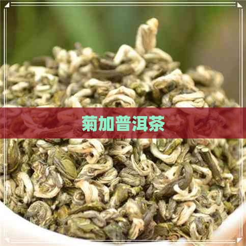 菊加普洱茶