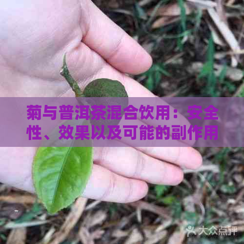 菊与普洱茶混合饮用：安全性、效果以及可能的副作用全解析