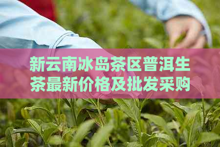 新云南冰岛茶区普洱生茶最新价格及批发采购信息