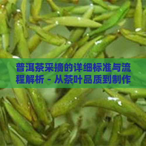 普洱茶采摘的详细标准与流程解析 - 从茶叶品质到制作工序全方位剖析