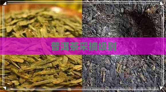 普洱茶采摘级别