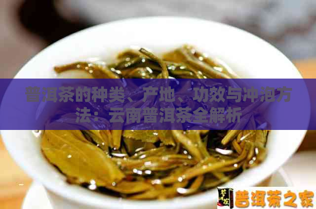 普洱茶的种类、产地、功效与冲泡方法：云南普洱茶全解析