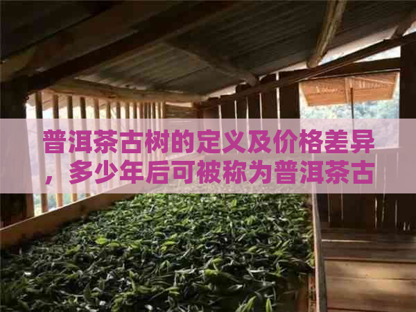 普洱茶古树的定义及价格差异，多少年后可被称为普洱茶古树？