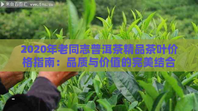 2020年老同志普洱茶精品茶叶价格指南：品质与价值的完美结合