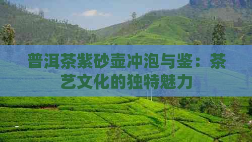 普洱茶紫砂壶冲泡与鉴：茶艺文化的独特魅力