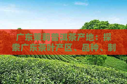 广东茉莉普洱茶产地：探索广东茶叶产区、品种、制作工艺及品鉴方法