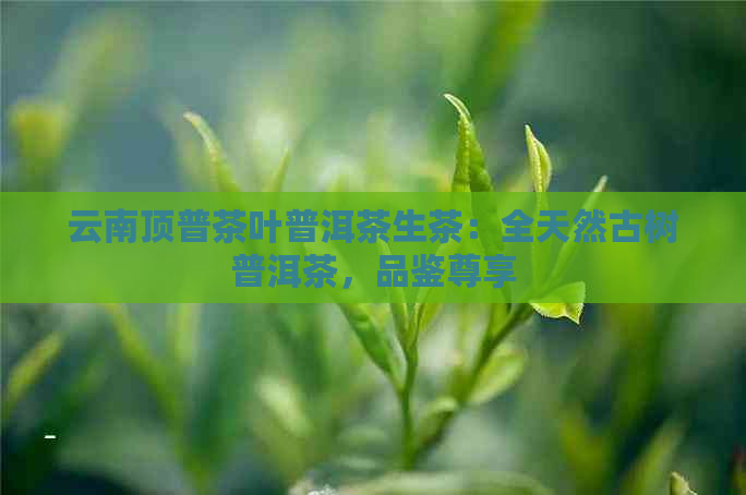 云南顶普茶叶普洱茶生茶：全天然古树普洱茶，品鉴尊享