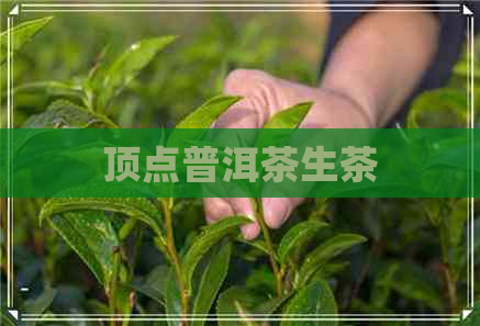 顶点普洱茶生茶