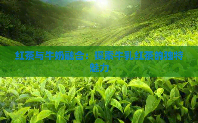 红茶与牛奶融合：探索牛乳红茶的独特魅力